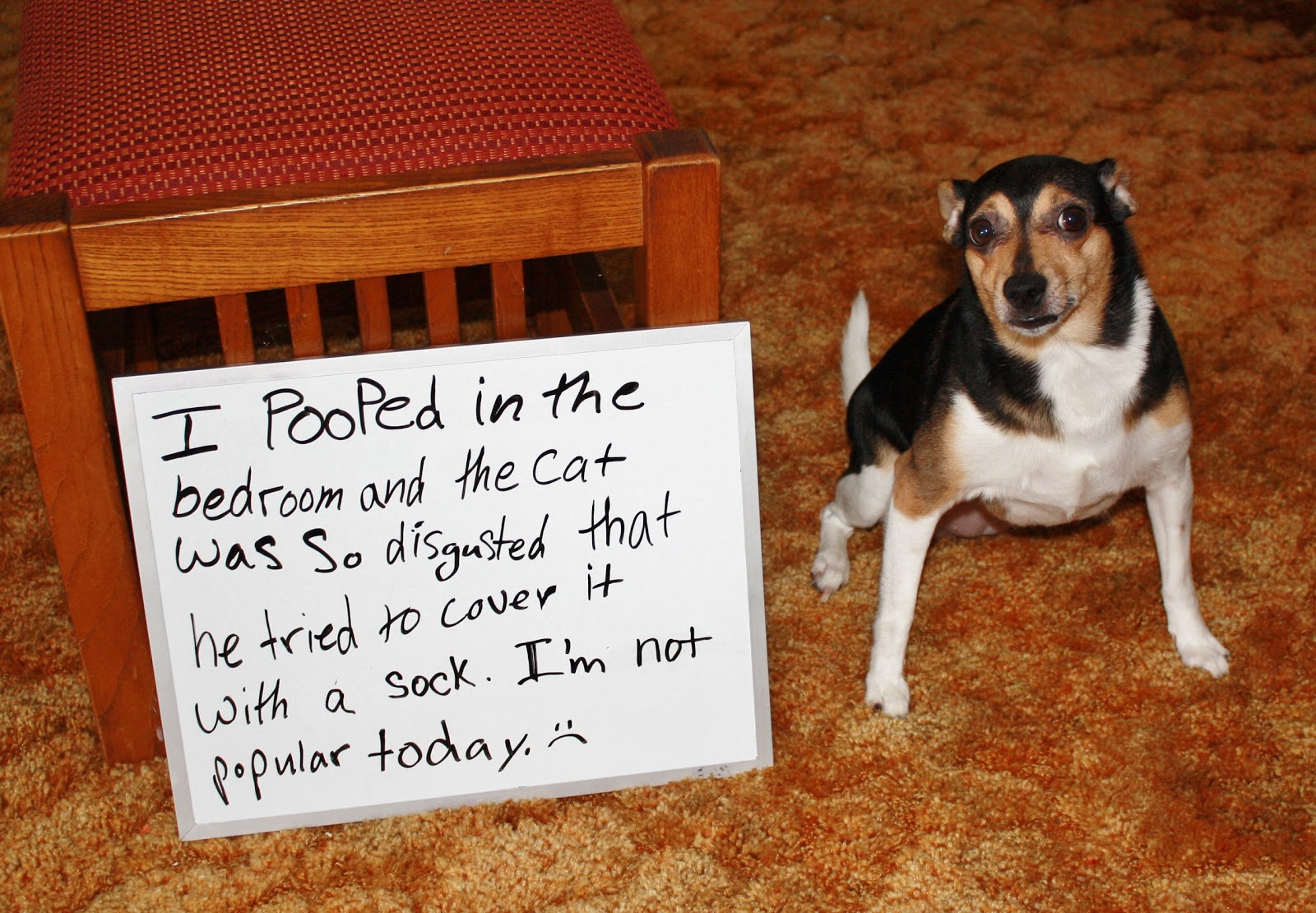 Once Upon a Family: Bad Dog, No Biscuit