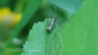 Adela reaumurella female DSC135393