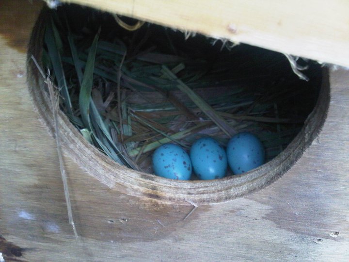 i love mynah bird Mynah BirD Breeding