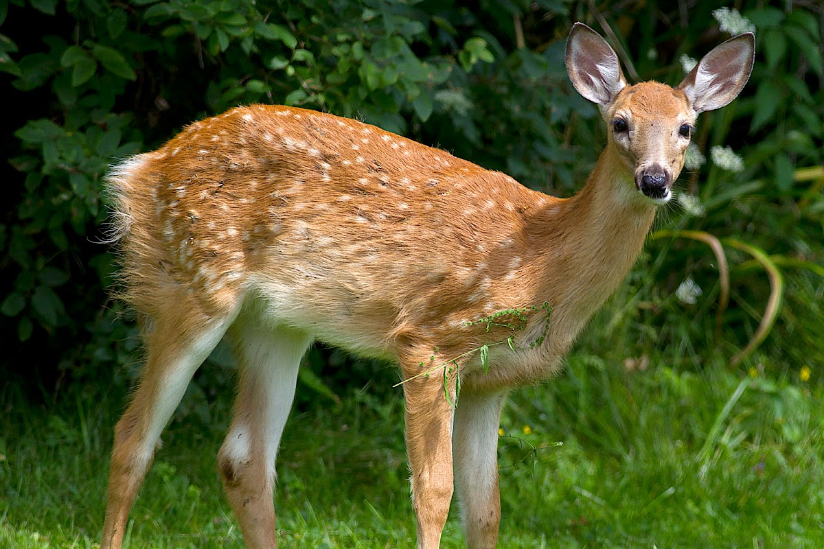 Ann Brokelman Photography White Tailed Deer Fawn with spots. August 2014