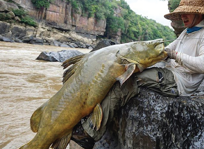 Makanan Gilded Catfish