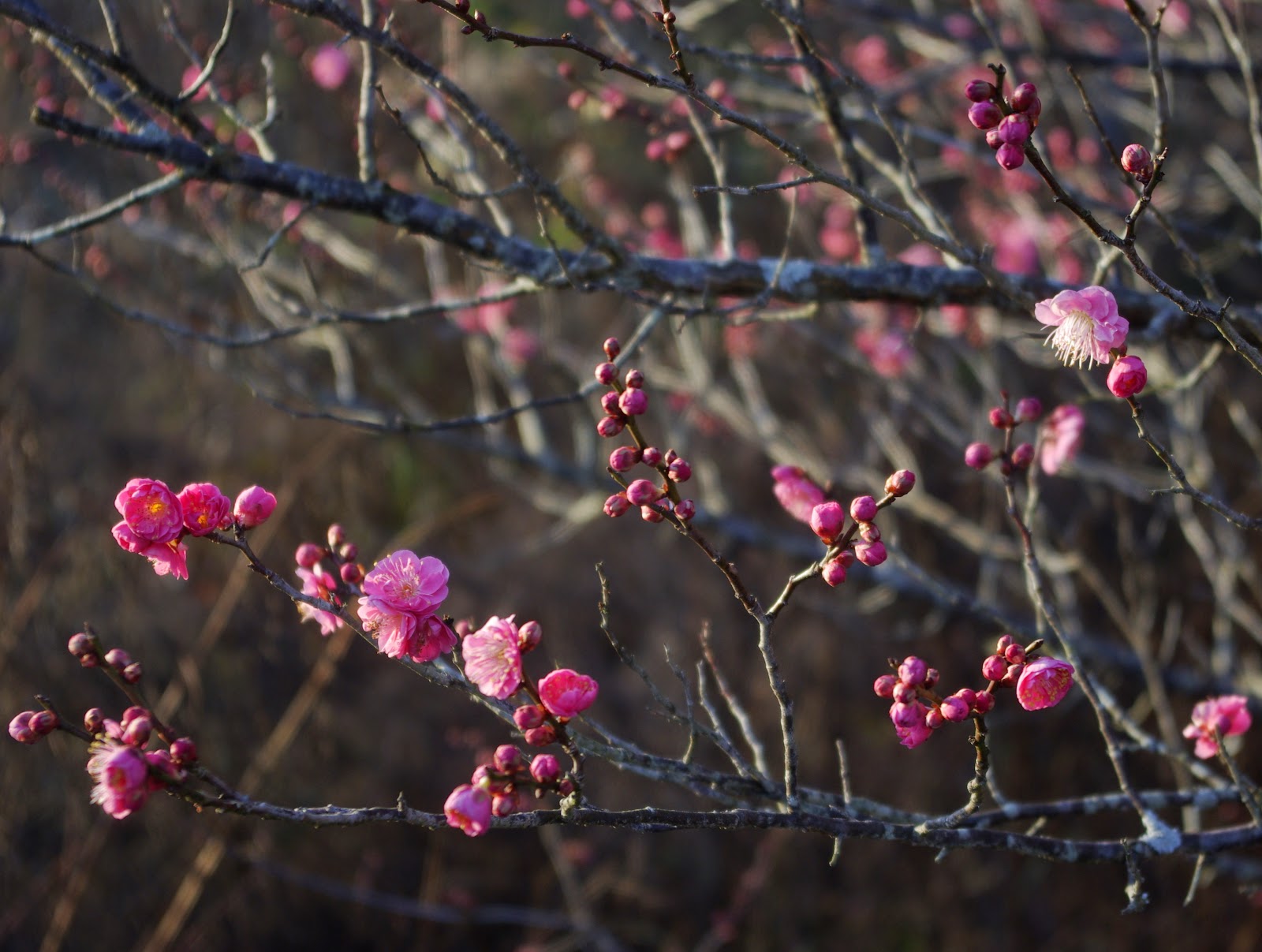 Sweetbay Cold sweetbay-cold