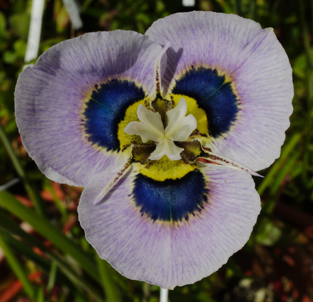 Growing Cool Plants Moraea villosa Color Forms