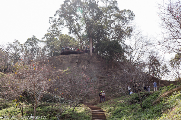 台中北屯|2019大坑濁水巷櫻花林|走木棧道賞5千棵櫻花|善本巖|免費入園賞花 台中北屯|2019大坑濁水巷櫻花林|走木棧道賞5千棵櫻花|善本巖|免費入園賞花