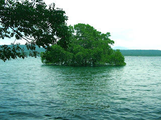 Mangrove Tree In Depth Of Sea Water West Bali National Park, Indonesia