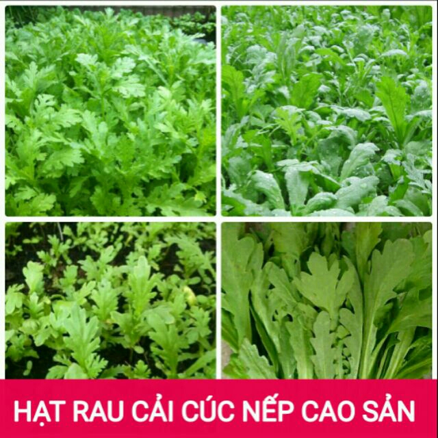 HẠT GIỐNG RAU CẢI CÚC NẾP CAO SẢN