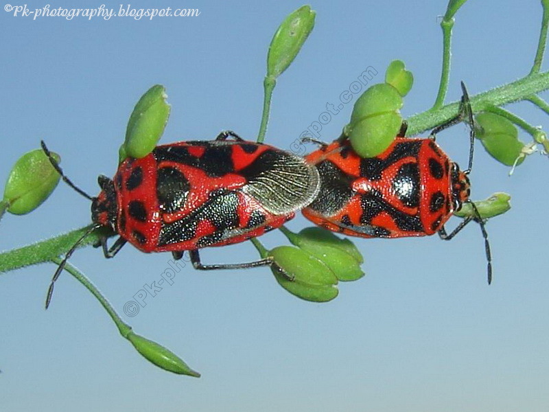 Harlequin Cabbage Bug Nature, Cultural, and Travel Photography Blog