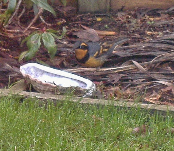 Antiques And Teacups: Calling Bird Lovers---what is this???