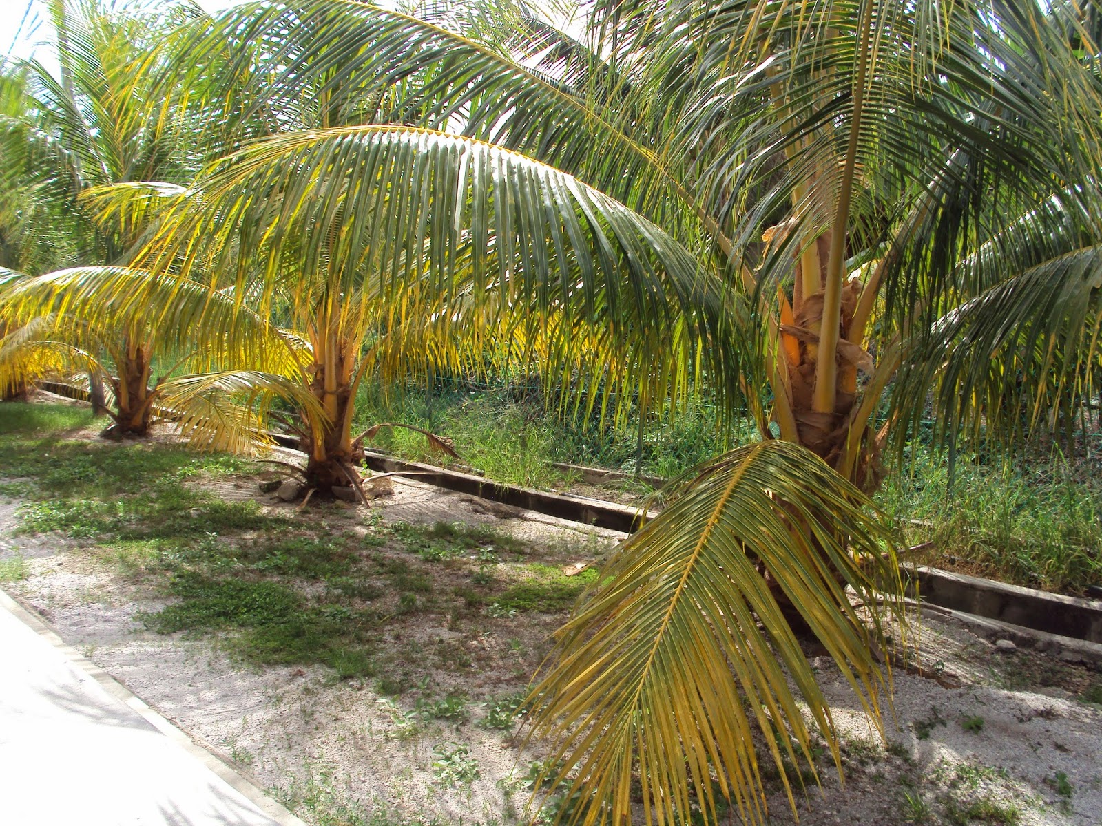 Gambar 1: Hang Kebun Kelapa Gading