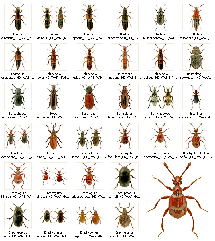 Insecta Coleoptera Biodiversity: species identification by photographic