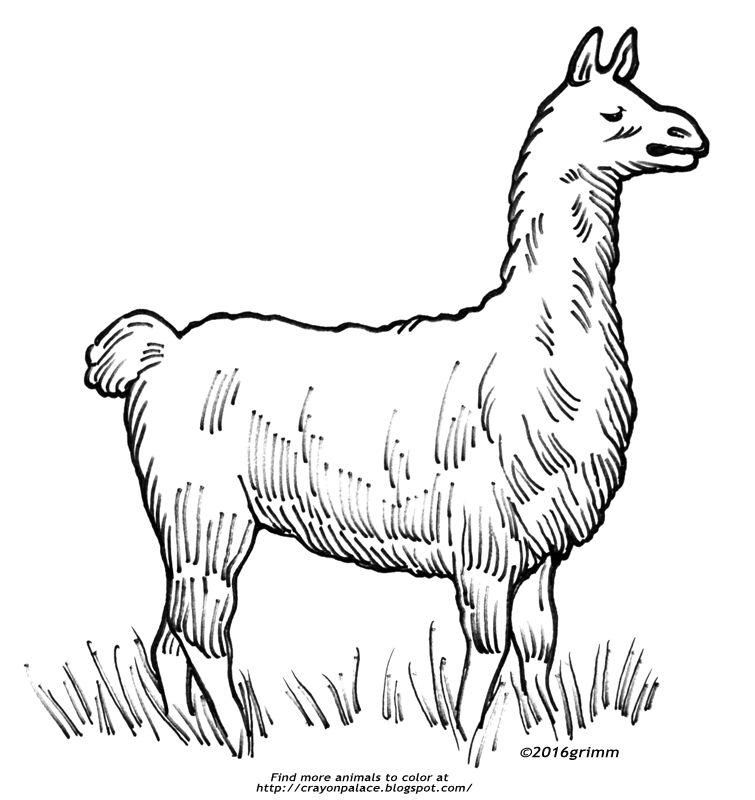 Download 341+ Mammals Llama Coloring Pages PNG PDF File