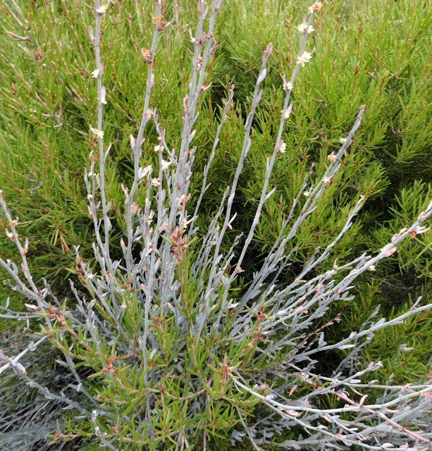 danger garden: Garden Visit! Greg Shepherd of Xera Plants, at home...