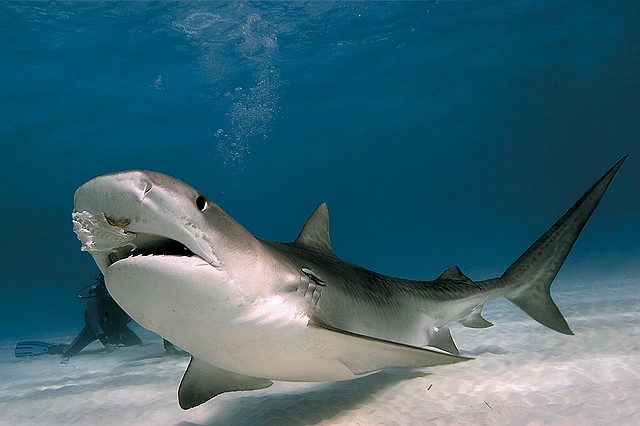 Fabulous Animals World: Life Cycle of Tiger Shark