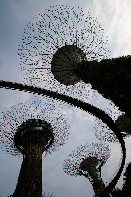 Supertree Grove-Gardens by the bay-Singapore