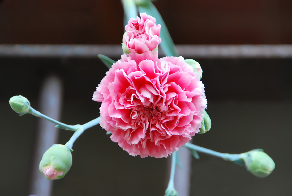Fotos de flores CLAVELES DE VARIOS TIPOS Y COLORES