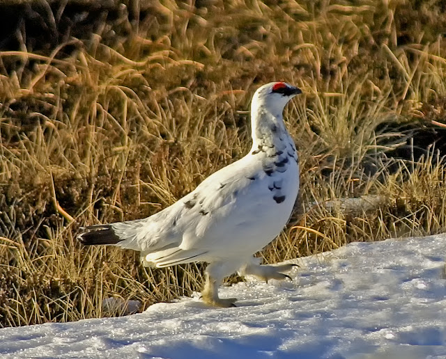 Photo of Ptarmigan Male taken early winter already carrying winter plumage