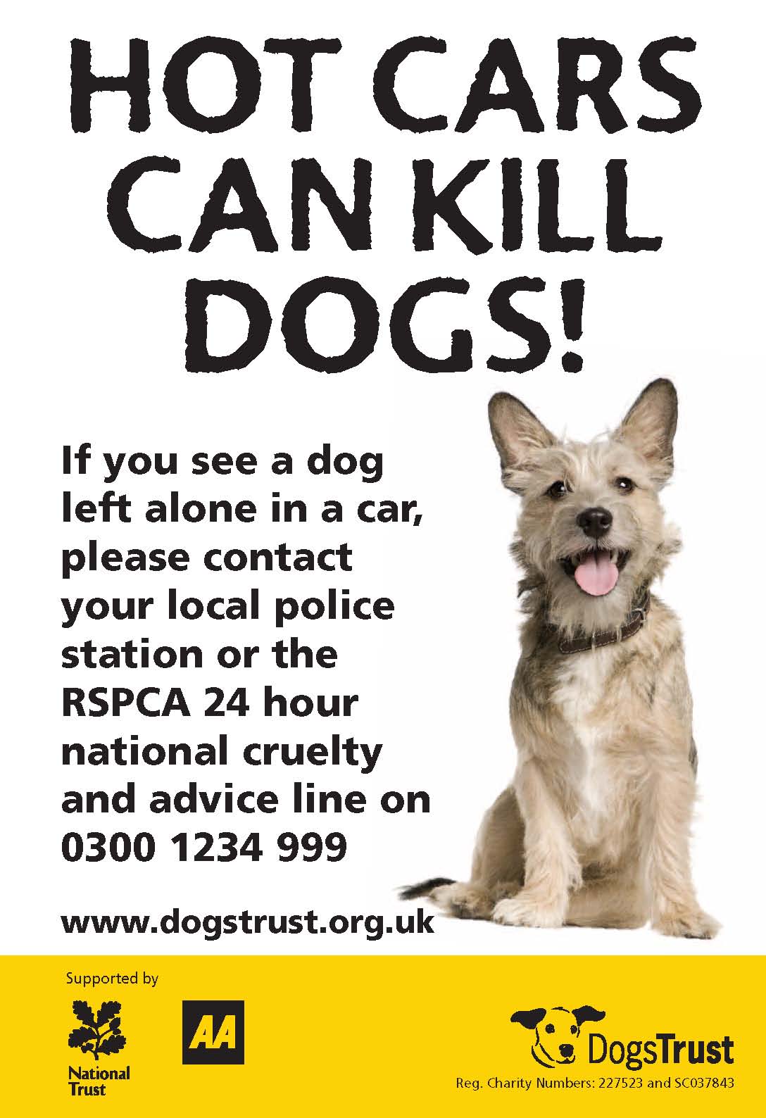 Under One Moon Dogs Trust Hot Cars Can Kill Dogs