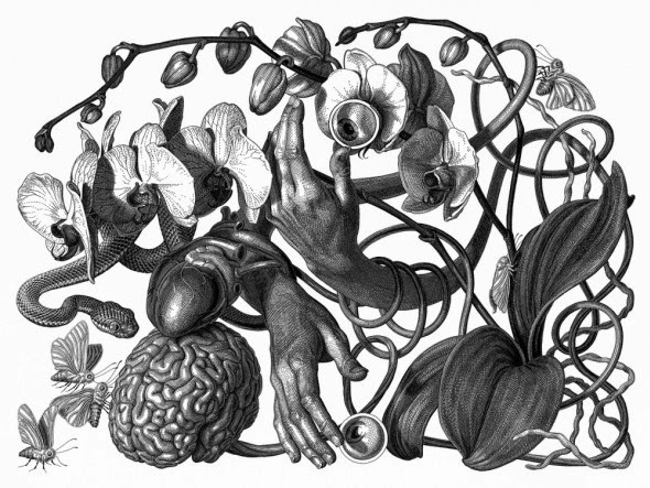 Olivia Knapp ilustrações preto e branco surreais lisérgicas partes de corpos
