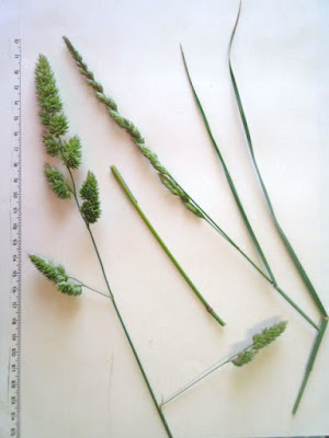 HERBARIO VIRTUAL DE BANYERES DE MARIOLA Y ALICANTE: Dactylis glomerata ...