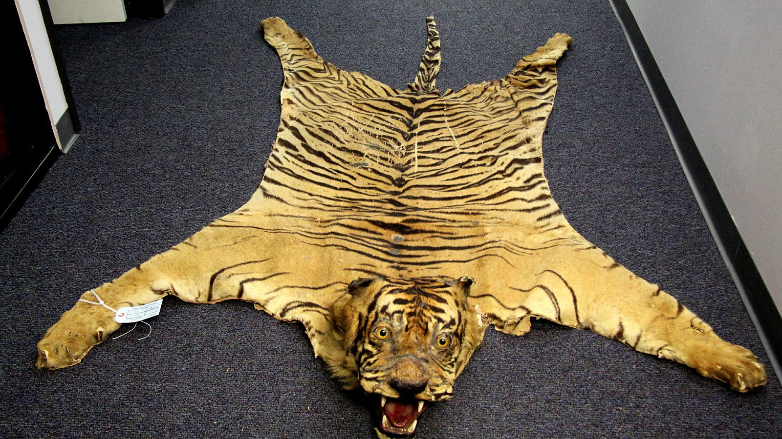 Why Are Sumatran Tigers Endangered - Danger Choices