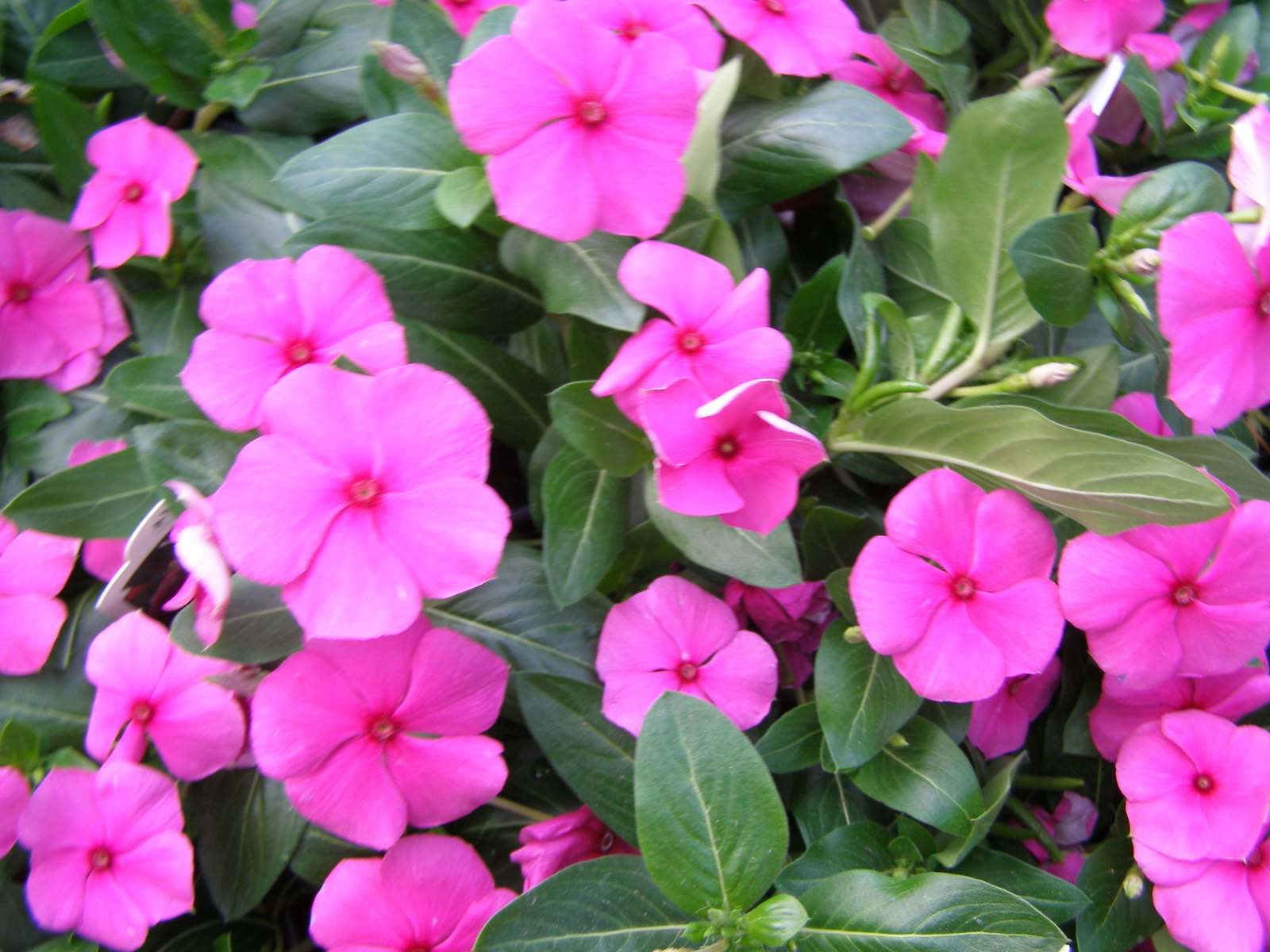 Dr. Dan's Garden Tips Vivid Vincas
