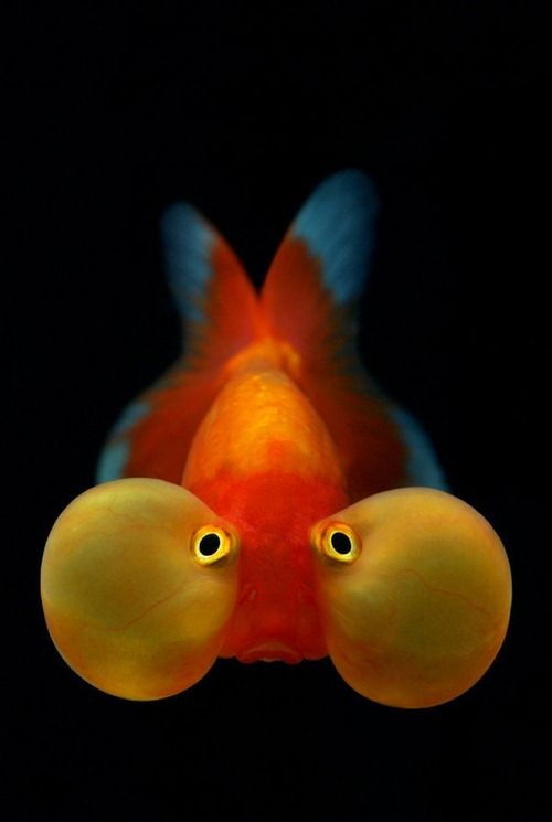 Ikan Mas Koki Bubble Eye