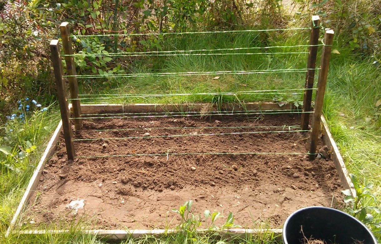 The Shed And Beyond Simple pea and bean frames...