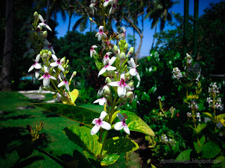 Sweet Garden Of White Tiny Flowers With Red Spots Of Plants