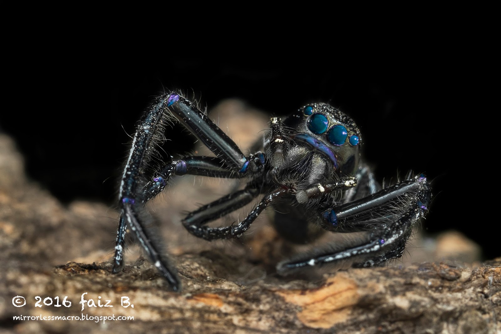 Mirrorless Macro Photography Ultraviolet (UV) Photography of Spiders