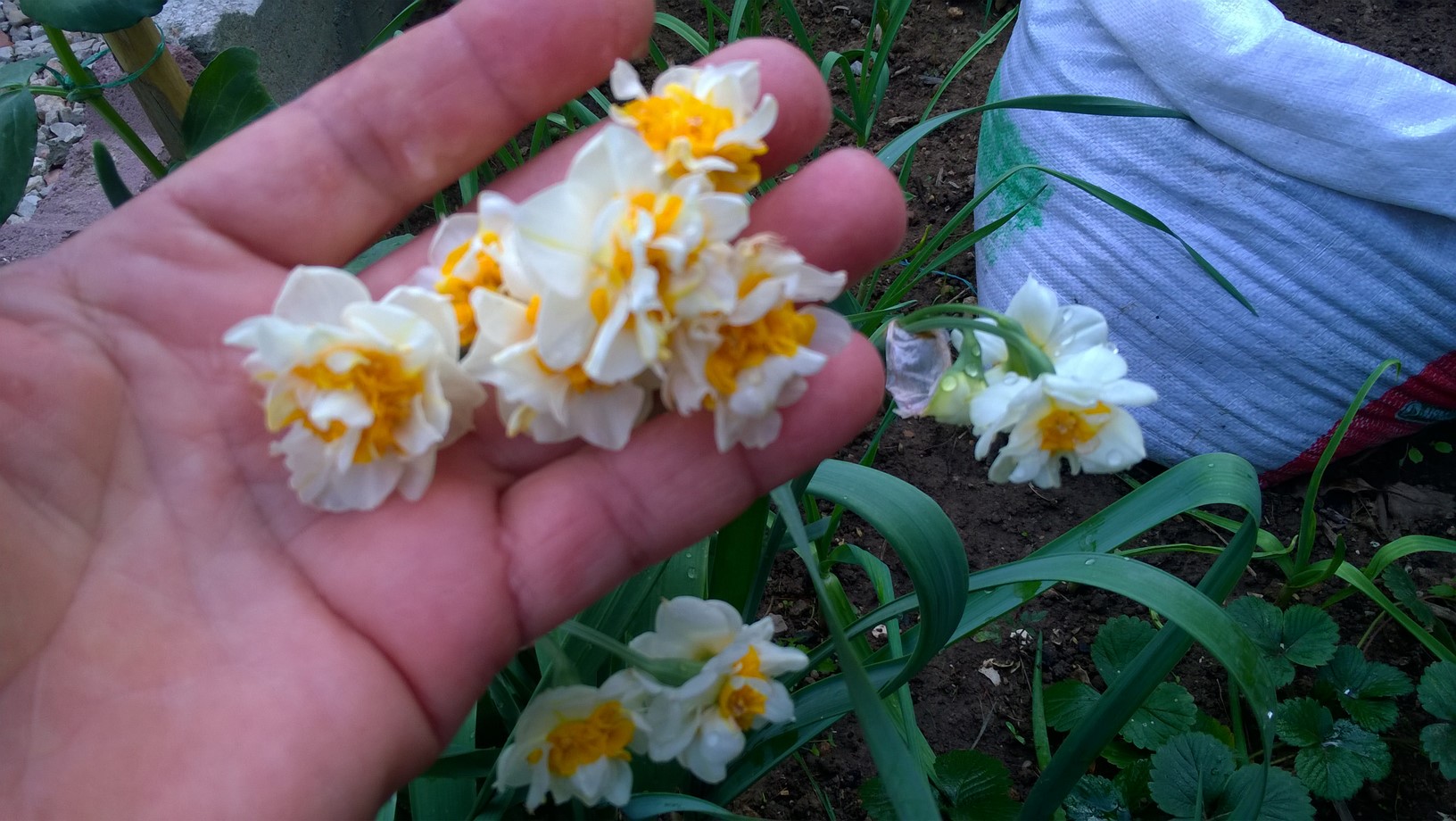 How to Plant & Care for Narcissus Bulbs