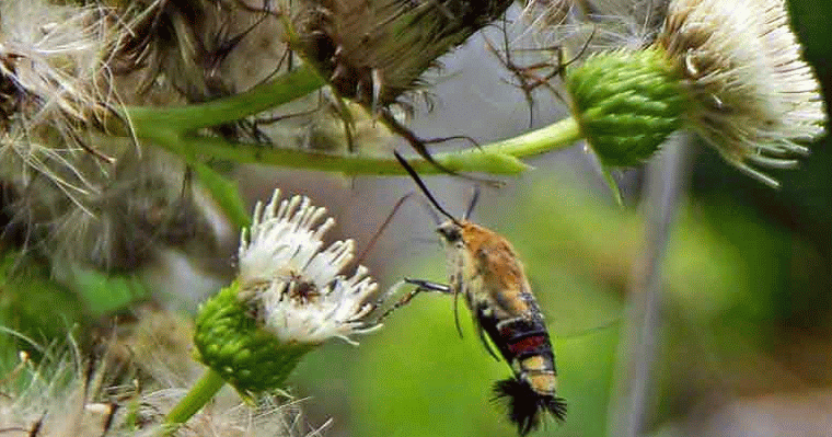 pellucid hawk moth looks like humming bird pellucid hawk moth looks like humming bird