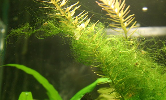 penghilang alga aquascape