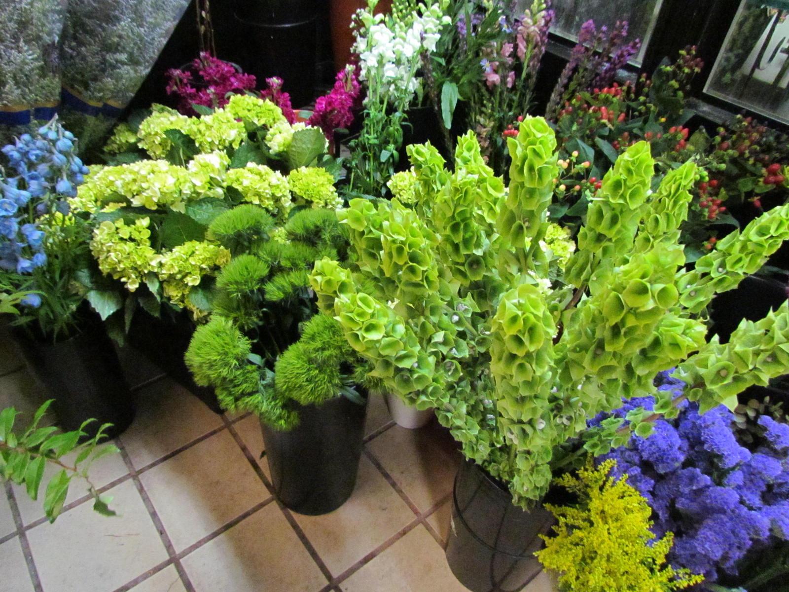 Florafino's ENews GREEN FLOWERS!!!