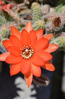 Chamaecereus silvestrii o Cactus cacahuete