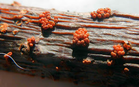 dried Pleonectria strobi look like cups