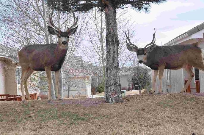 Deer coloradoviews.blogspot.com