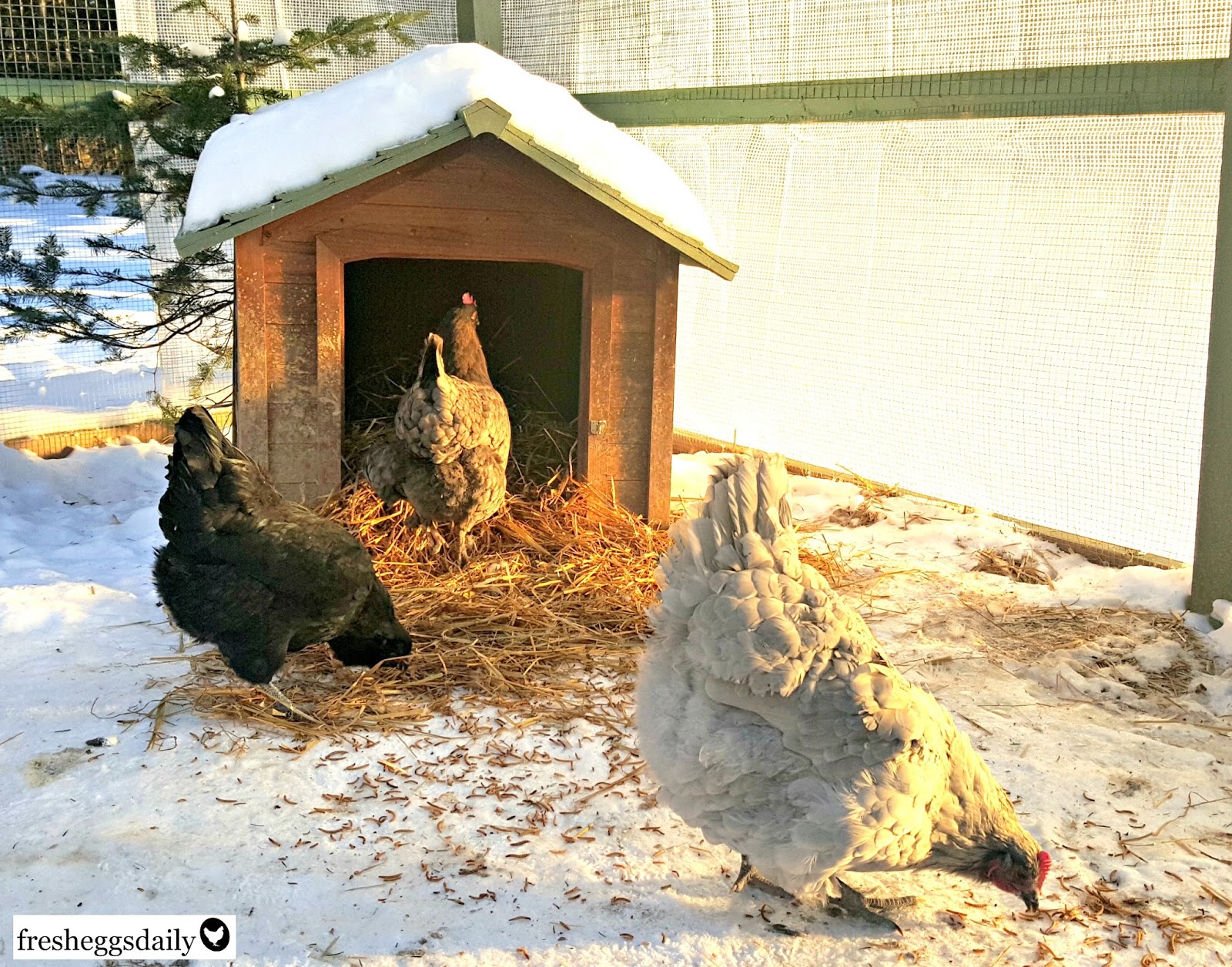 How to Winterize your Chicken Run Fresh Eggs Daily®