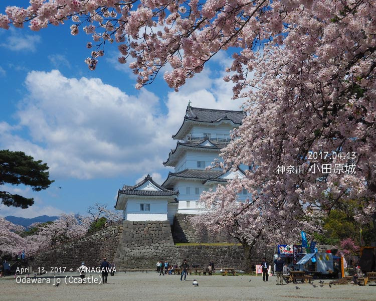 小田原城の桜に感激！