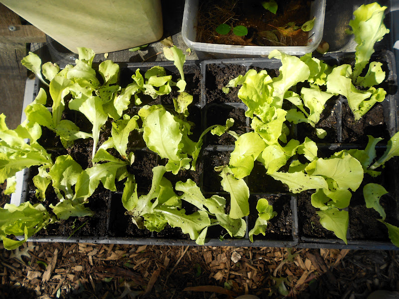 From Seed to Scrumptious Black Seeded Simpson Lettuce
