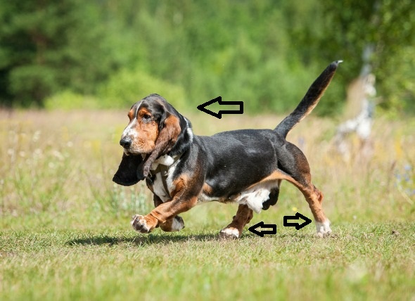 kopeklerde servikal spondyomyelopathy