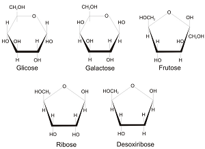 Tudo sobre Água, Sais Minerais e Carboidratos para seu vestibular!