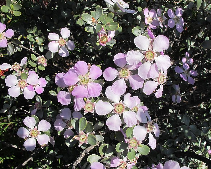 Esperance Wildflowers: Leptospermum sericeum - Silver Tea Tree