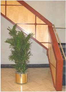 Bamboo Palm enhancing the showroom Peabody MA; interior landscapers;