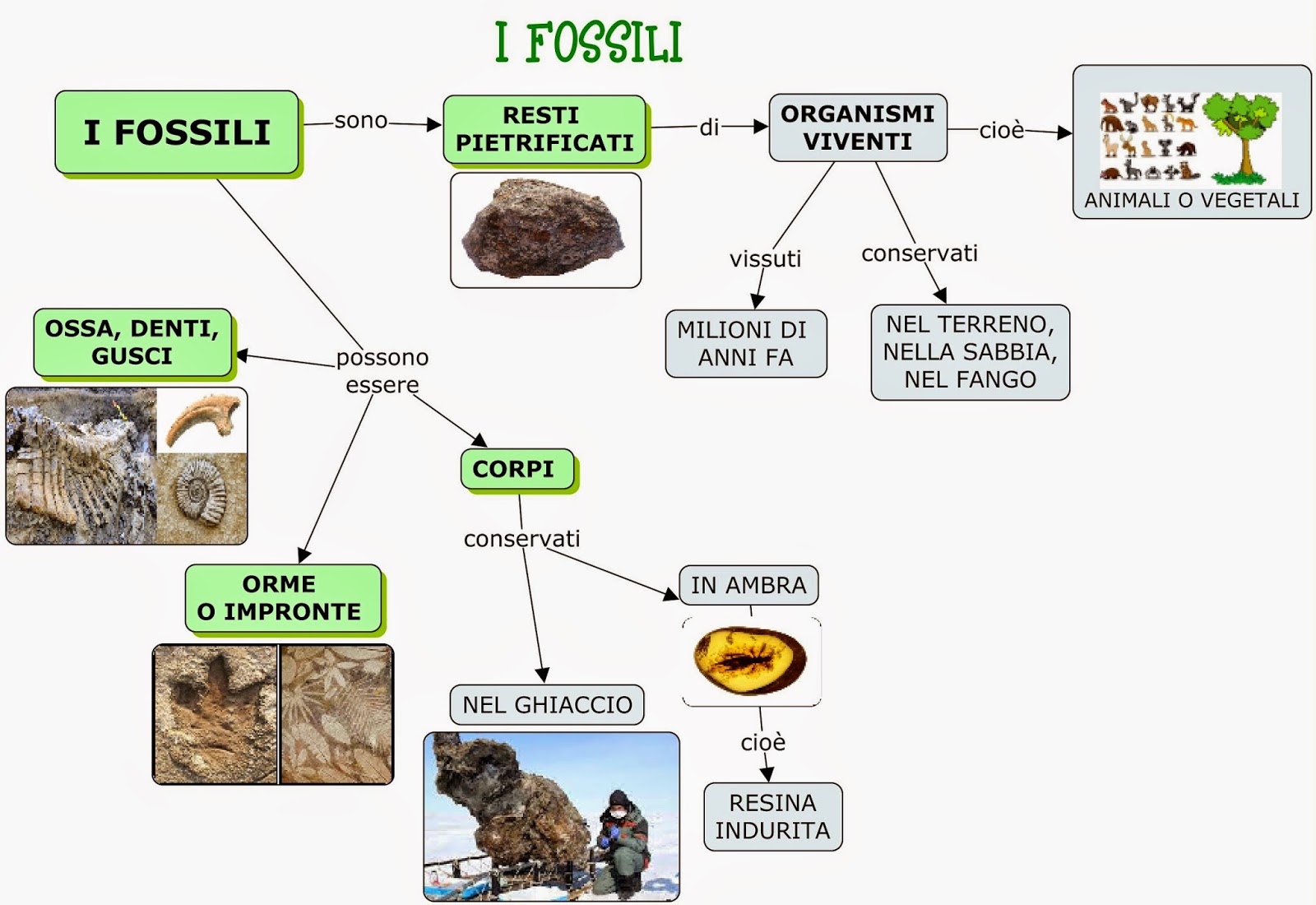 Terza Elementare I Fossili Schede Didattiche Cose di mamme e di maestre: CLASSE TERZA