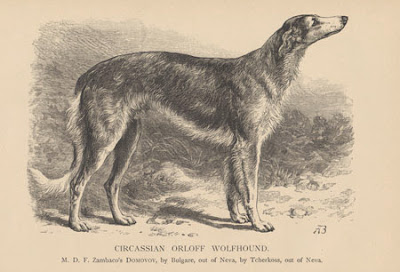Карачаевская карачеркасская овчарка Circassian Orloff  Wolfhound