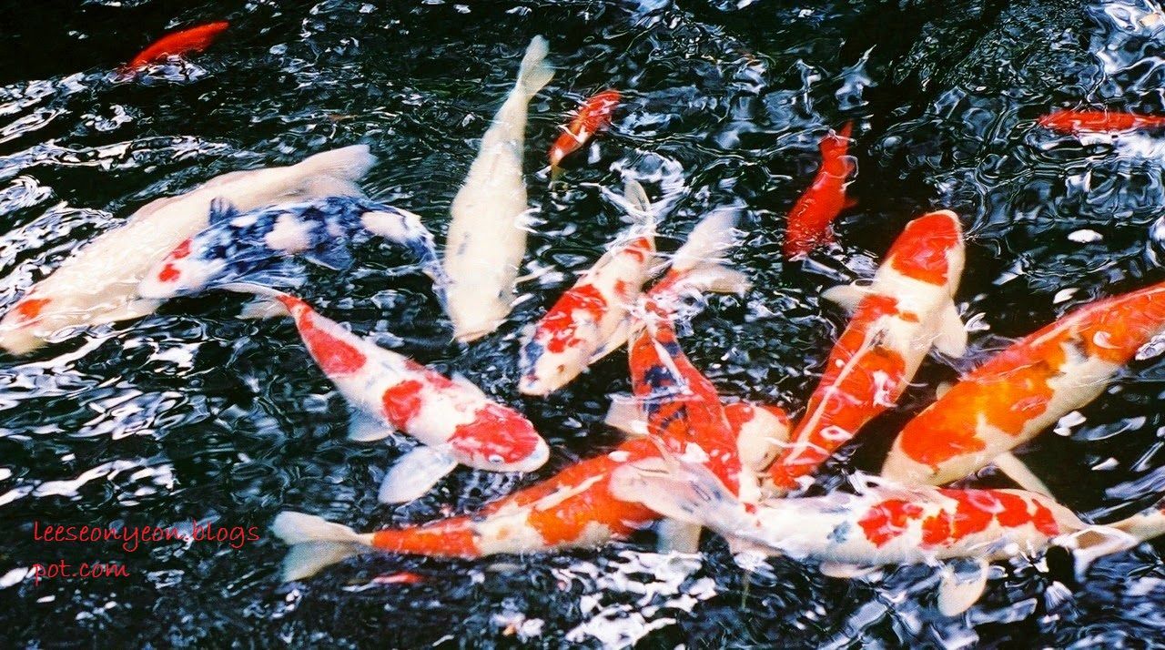 Gambar, Foto Jenis Ikan Hias Air Tawar yang Berumur Panjang - Ikan Koi