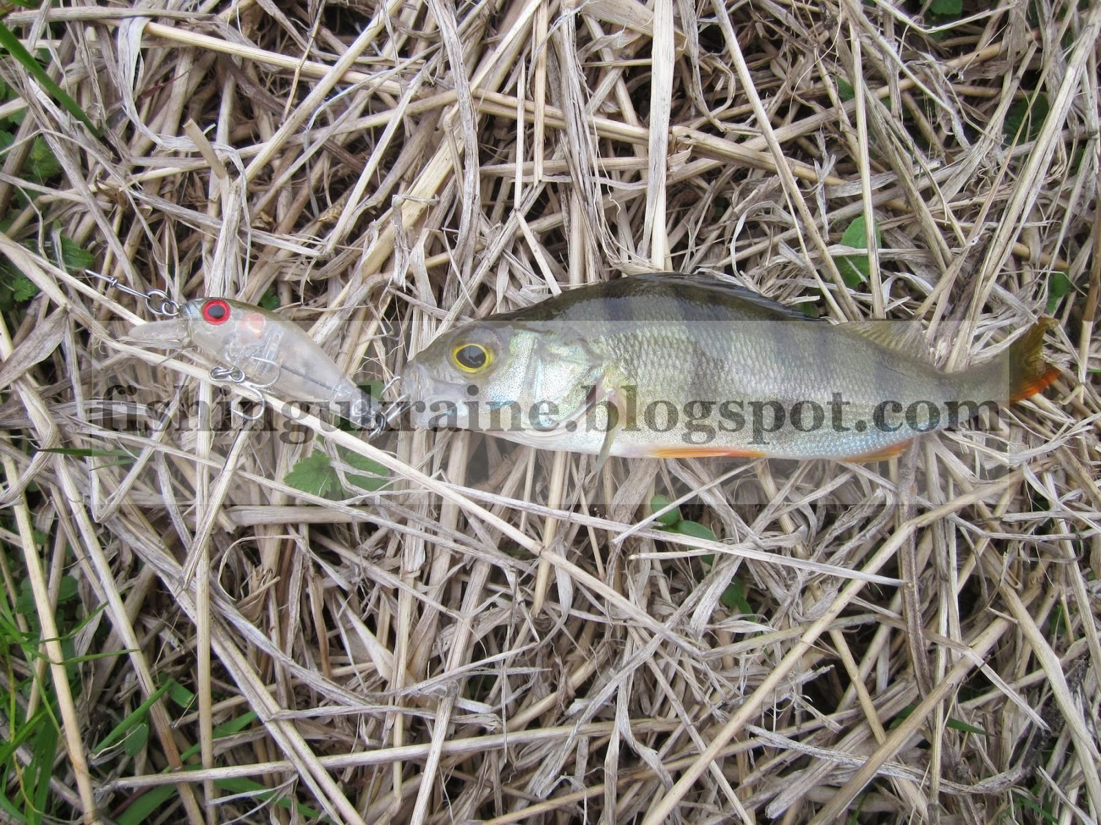 ZipBaits Rigge 35F – мой любимый ультралайтовый воблер