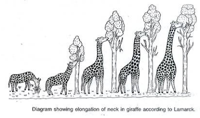 VARIOUS SORTS OF THE THEORY OF EVOLUTION