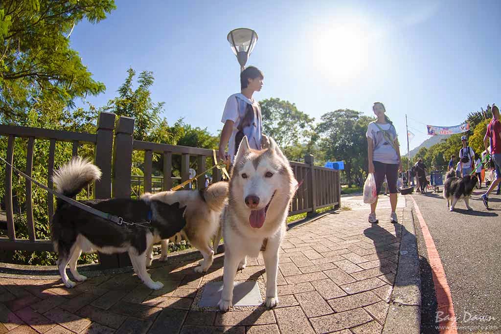 婚攝小動、婚攝推薦、活動紀錄、哈士奇、雪橇