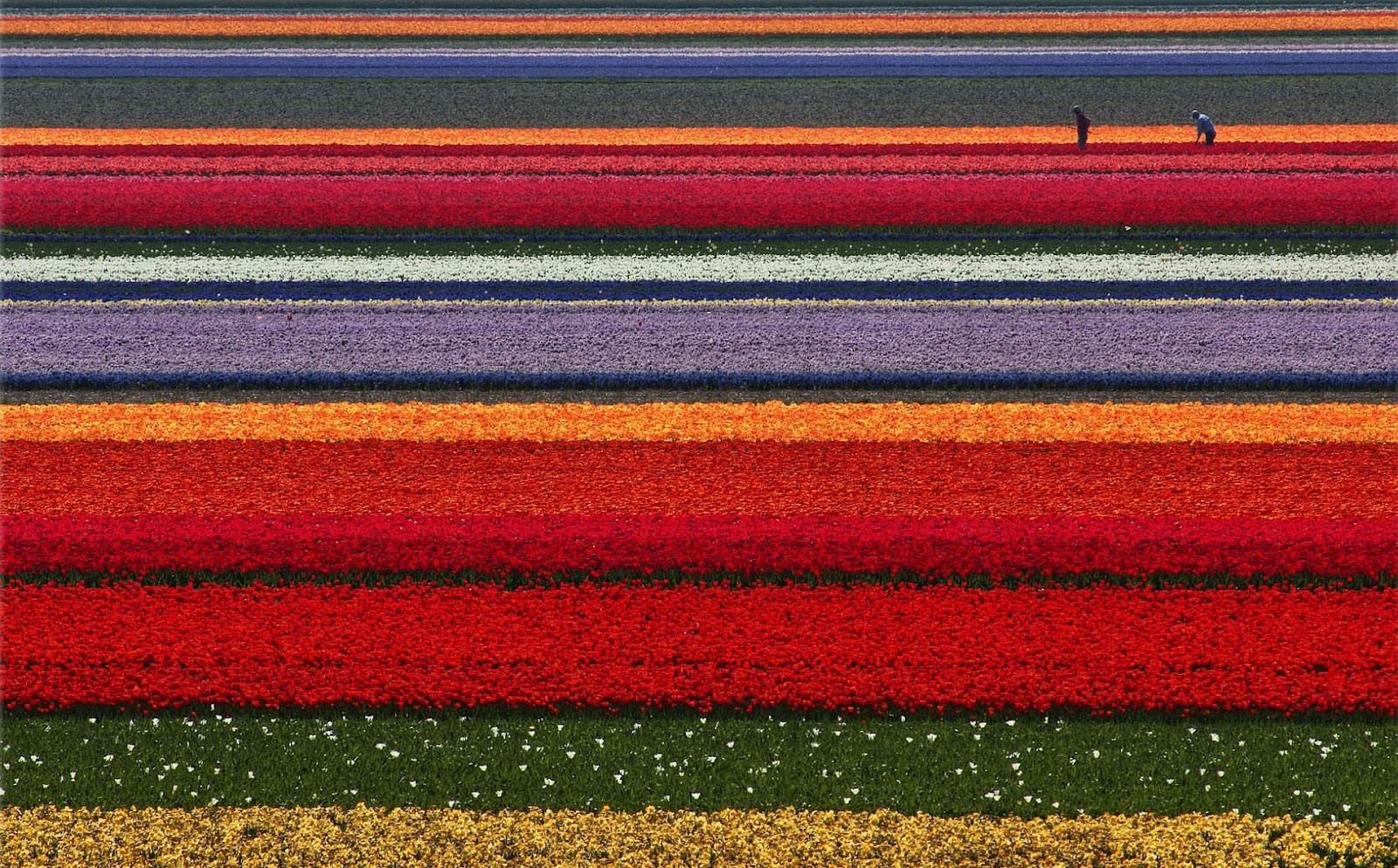 Photosynthesis Floral Design: Tulip Fields